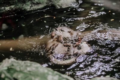 High angle view of mammals swimming in lake