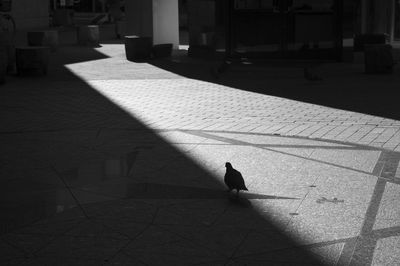 High angle view of bird perching on footpath