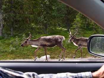 Deer in a car