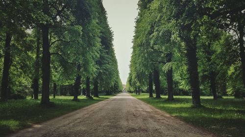 View of trees both sides of dirt road