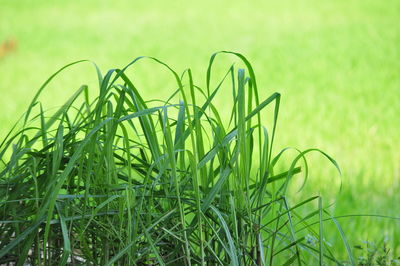 Close-up of grass growing in field