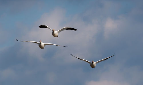 Low angle view of seagulls flying in sky