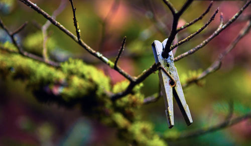 Close-up of insect on plant