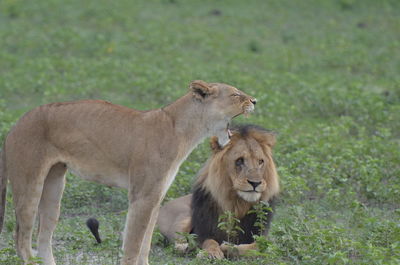 View of two cats on ground