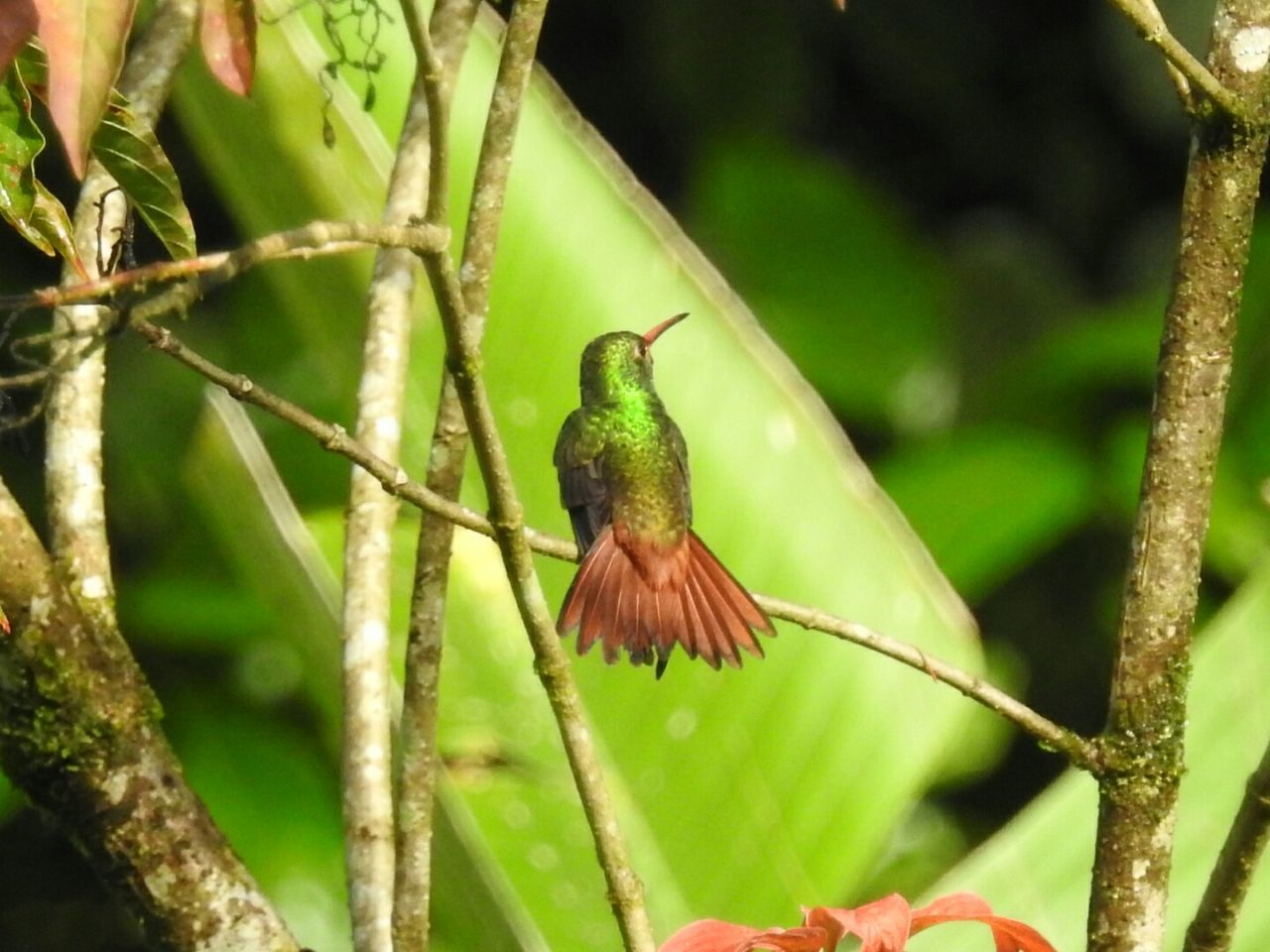 animal wildlife, animals in the wild, bird, animal themes, animal, vertebrate, one animal, perching, plant, tree, day, focus on foreground, green color, branch, nature, no people, close-up, hummingbird, plant part, outdoors