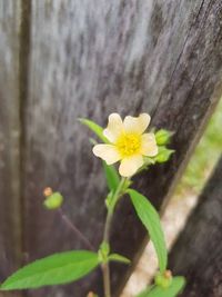 Close-up of yellow flower blooming outdoors