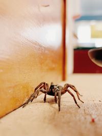 Close-up of spider on hand