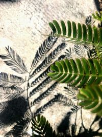 Close-up of succulent plant