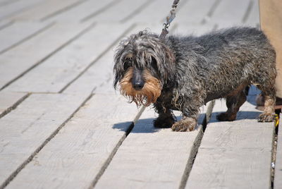 Close-up of dog outdoors