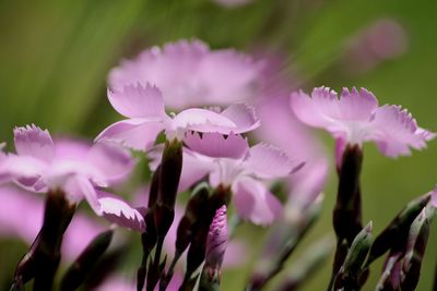 Close-up of purple flowers blooming outdoors