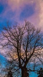 Low angle view of bare trees against sky