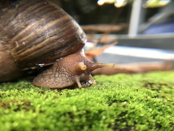 Close-up of snail on grass