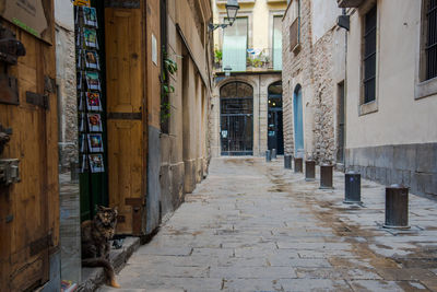Dog amidst residential buildings