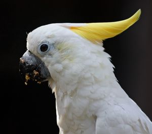 Close-up of a bird against black background