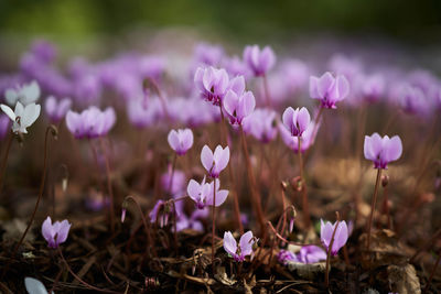 Close-up of pink crocus flowers on field