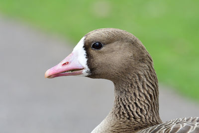 Head shot of a greater white fronted goose 