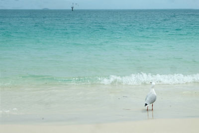 Seagull on beach