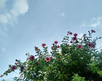 Low angle view of flowers against sky
