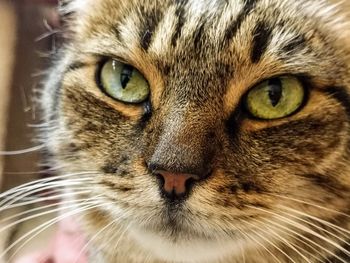 Close-up portrait of a cat