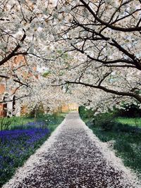 View of flowers on footpath