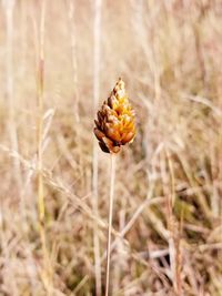 Close-up of wilted flower on field