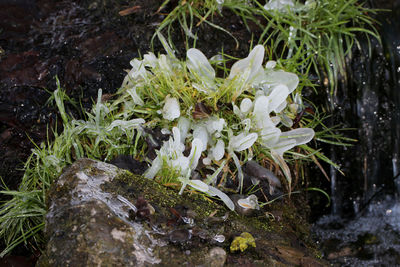 Close-up of plants in water