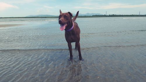 Dog standing on beach against sky