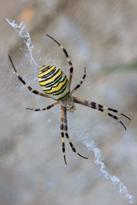 Close-up of spider on web