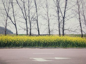 Yellow flower field by road against sky