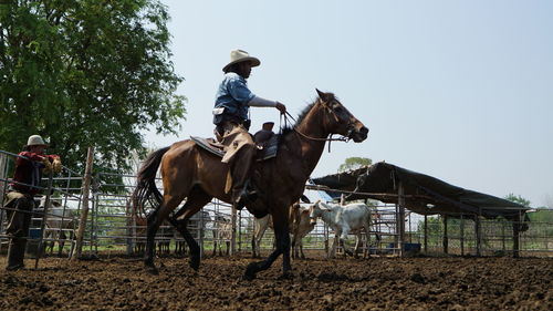 Low angle view of man riding horse in animal pen