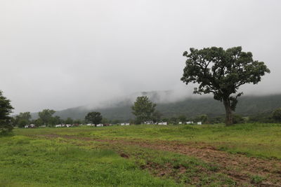 Trees on field against sky