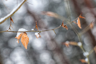 Close-up of leaves on branch