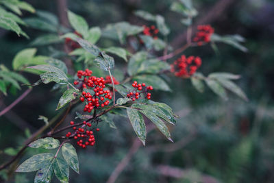 Close-up of red berries growing on tree