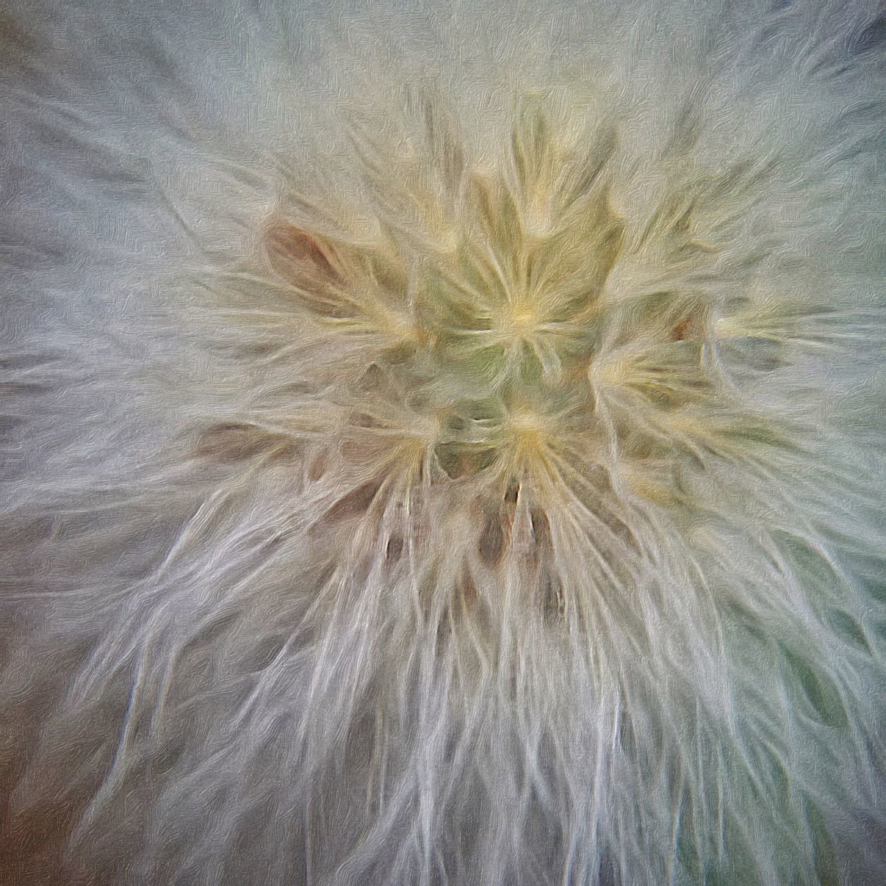 flower, flower head, full frame, fragility, dandelion, freshness, single flower, backgrounds, growth, close-up, beauty in nature, nature, softness, petal, no people, plant, extreme close-up, natural pattern, seed, pollen