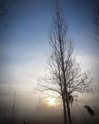 Low angle view of silhouette bare tree against sky during sunset