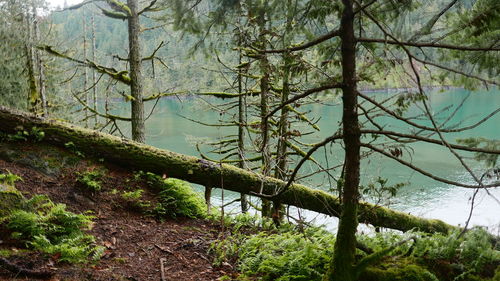 Trees growing in forest