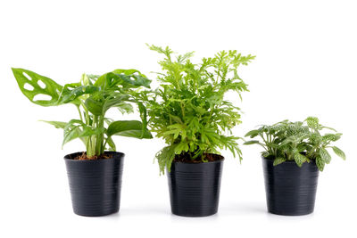 Potted plant against white background