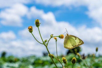 Close-up of yellow flowering plant against sky