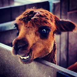 Close-up portrait of llama