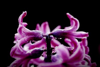 Close-up of flowers over black background