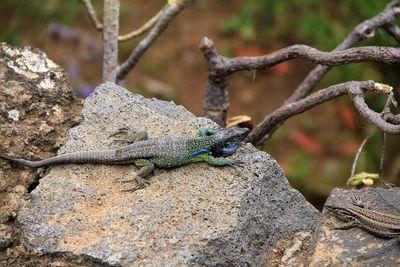 Close-up of lizard on tree