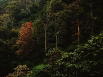 Trees in forest