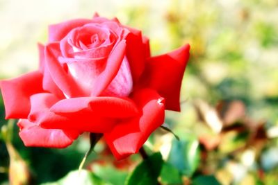 Close-up of red rose blooming outdoors