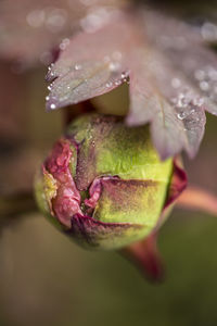 Close-up of wet red leaves on plant