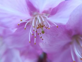 Close-up of pink flower blooming outdoors