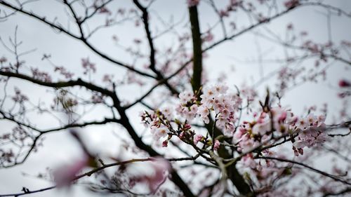 Low angle view of cherry blossom tree