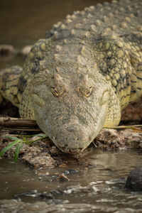 Close-up of nile crocodile lying on riverbank