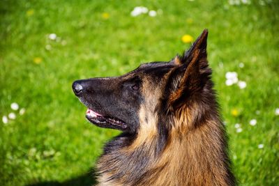 Close-up of dog in grass