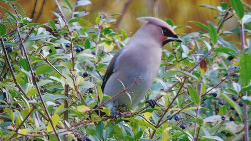 Close-up of bird perching on plant