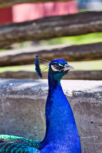 Close-up of peacock